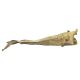 Stockfish Cod 50-70 (Large) Unmarked Per Kg