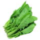Fresh Spinach Leaf Bunch