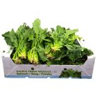 Fresh Spinach Box (20 Bunches)