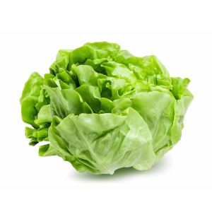 Fresh Lettuce