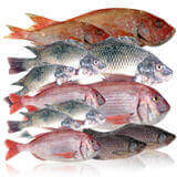 Frozen Fish